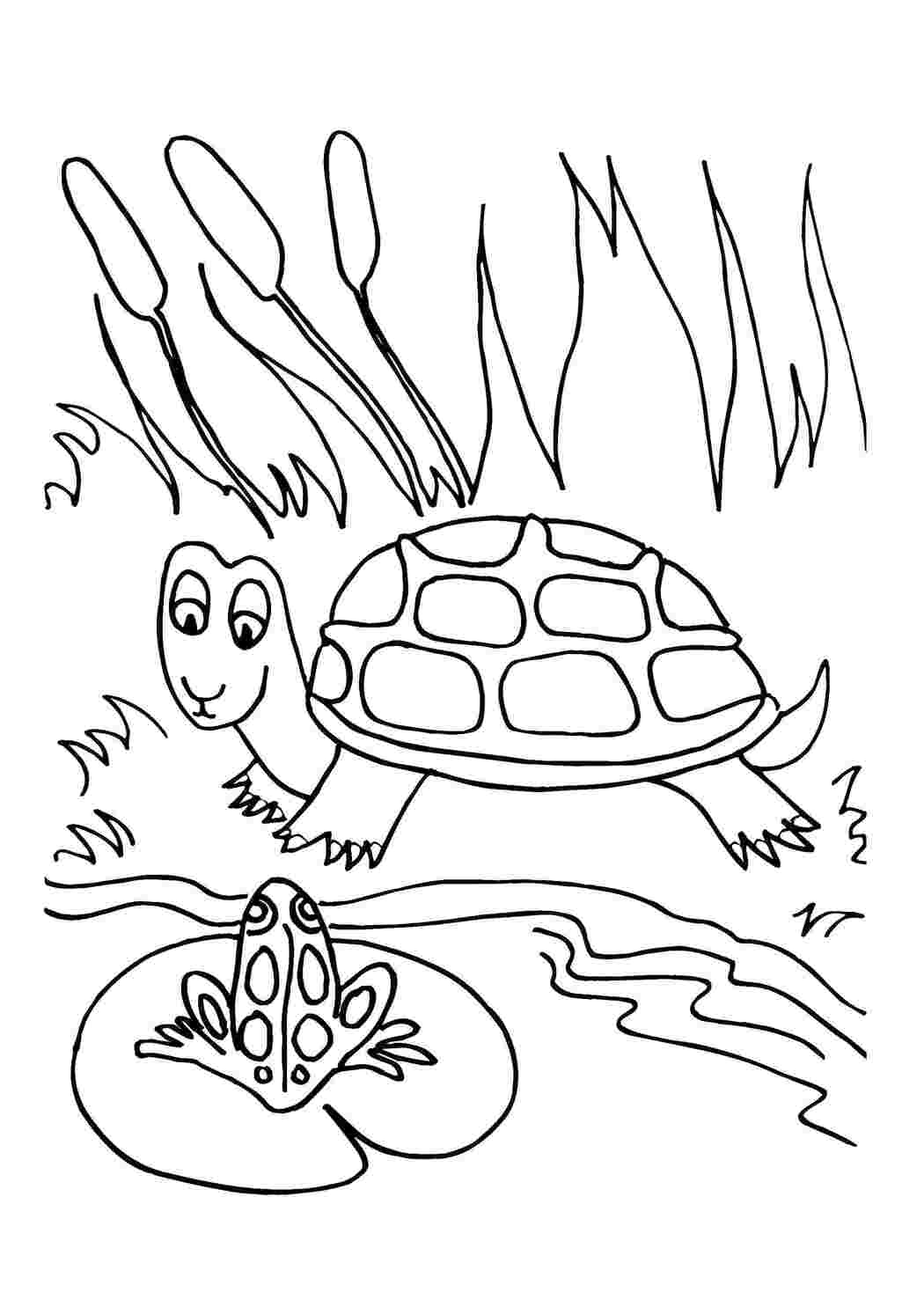 Раскраски Черепашка и лягушка рептилии Рептилия, лягушка