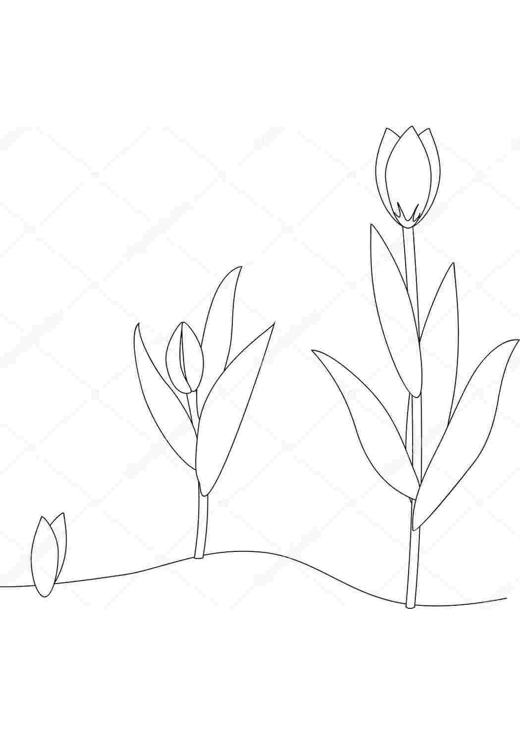 Раскраски Раскраски про цикл жизни растения. Проращивание из семечки растения. Как растения вырастают Иллюстрации на тему растения. Как вырастают и как дают семена растения. Изучаем с ребенком окружающий мир