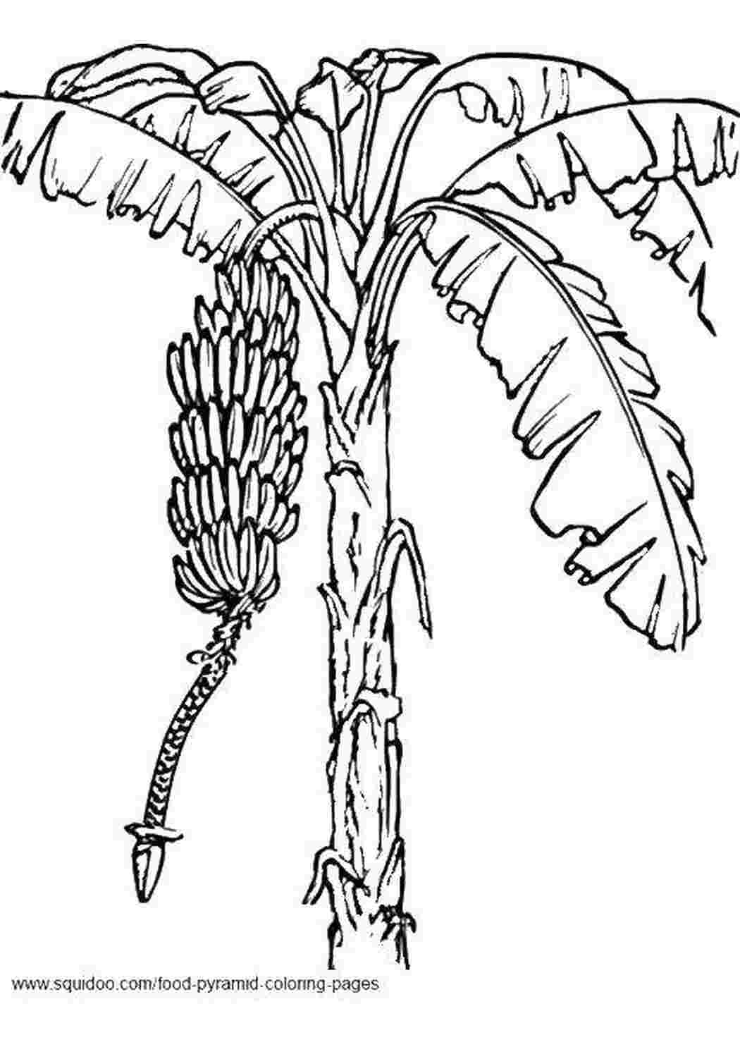 Раскраски Бананы дерево пальма, бананы