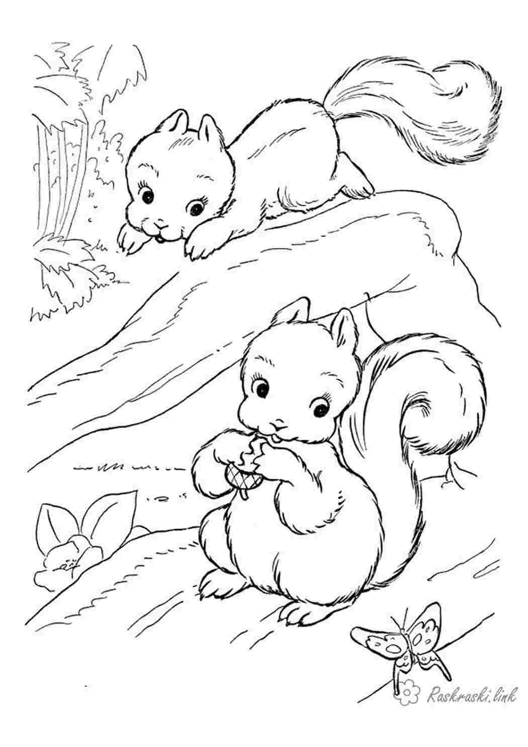 Лесной орех рисунок (45 фото) » Рисунки для срисовки и не только