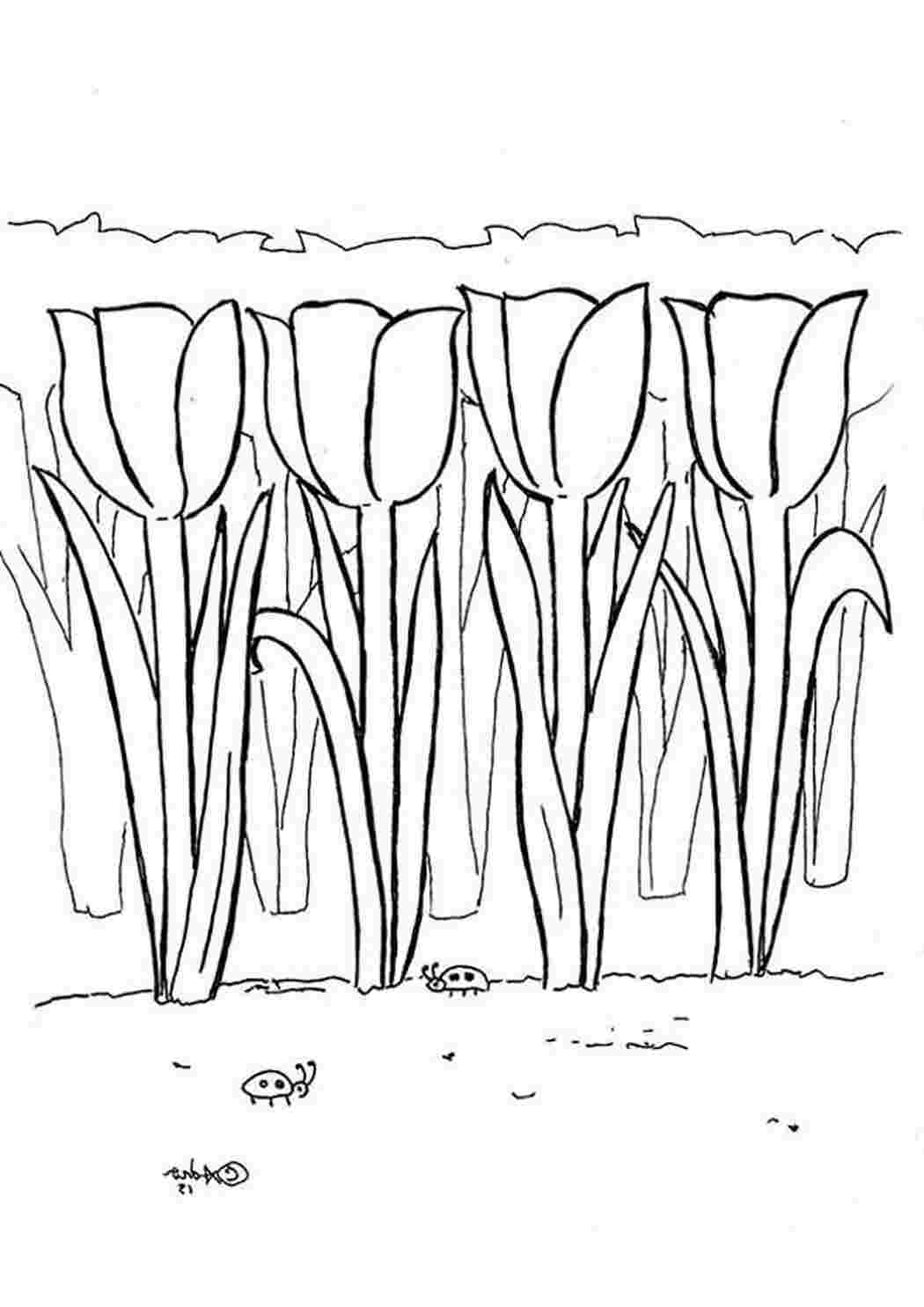 Раскраски Поле тюльпанов Поле тюльпанов  Раскраска цветок