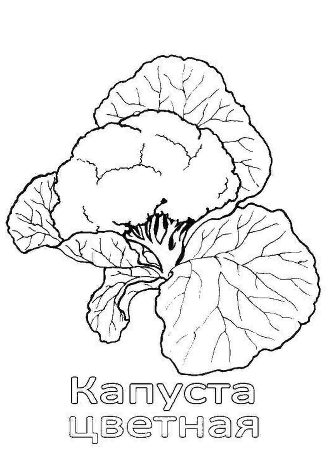 овощи овощи, цветная капуста