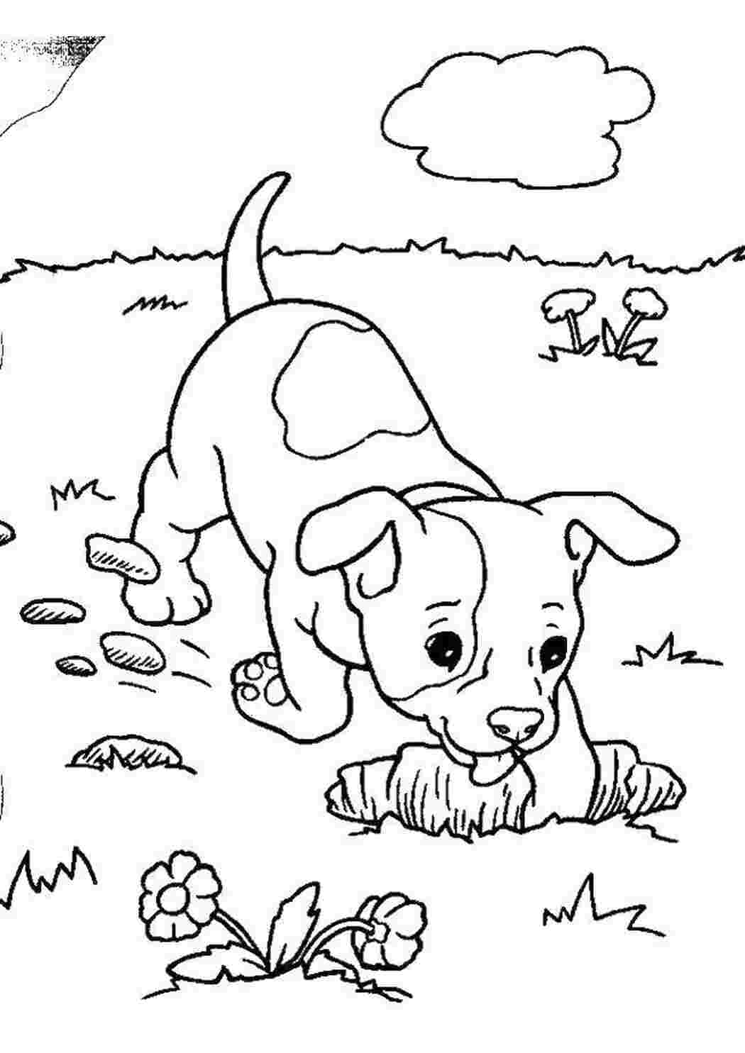Раскраски Собака роет яму домашние животные животные, собака, щенок, пес