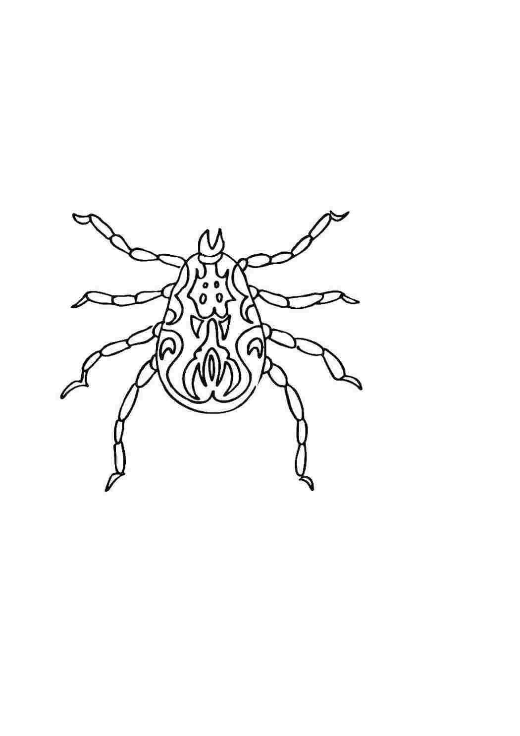 Раскраски Клещ насекомые клещ