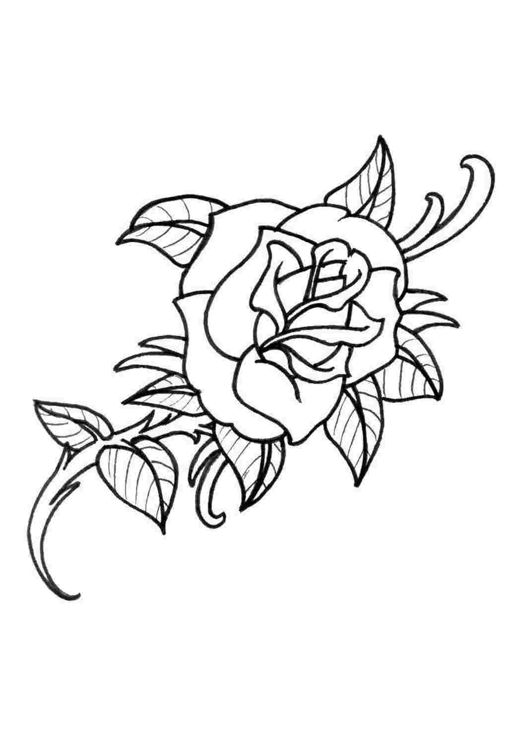 Раскраски Роза с шипами Контуры розы роза, цветы