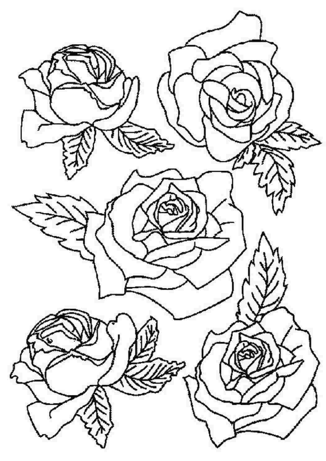 Раскраски Розы распечатать или скачать