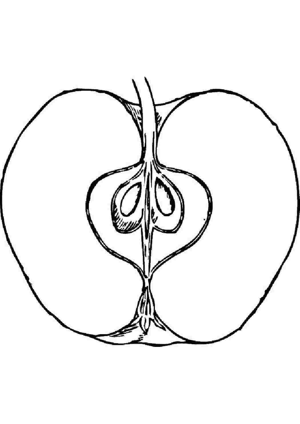 Раскраски Половинка яблочка Контуры фруктов фрукты, яблоко
