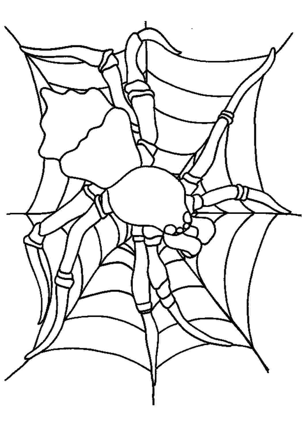 Раскраски насекомые детские раскраски, паук, насекомые, паутина  Раскраски скачать онлайн