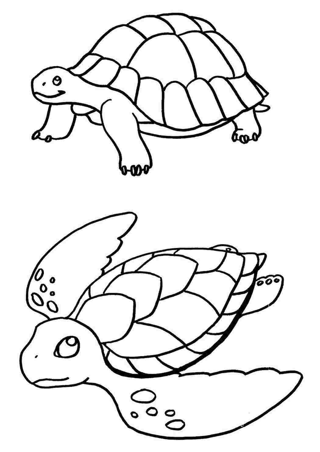 Раскраски Наземная и морская черепахи рептилии Рептилия, черепаха