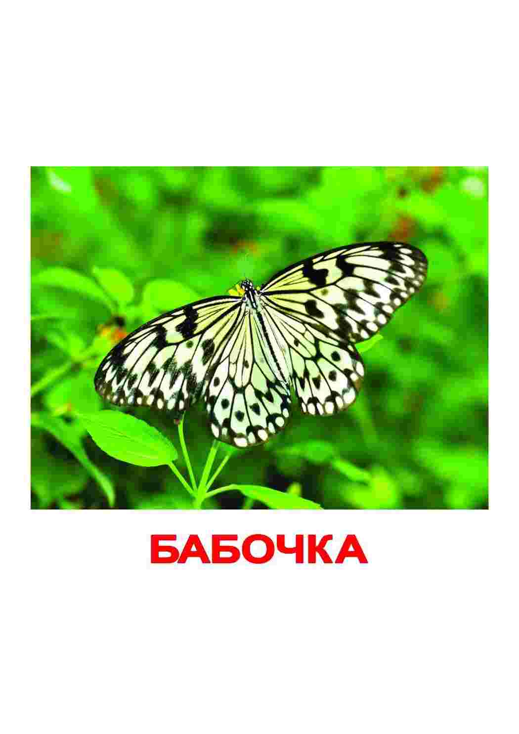 Раскраски картоточка насекомые кузнечик божия коровка гусеница  картоточка насекомые кузнечик божия коровка гусеница