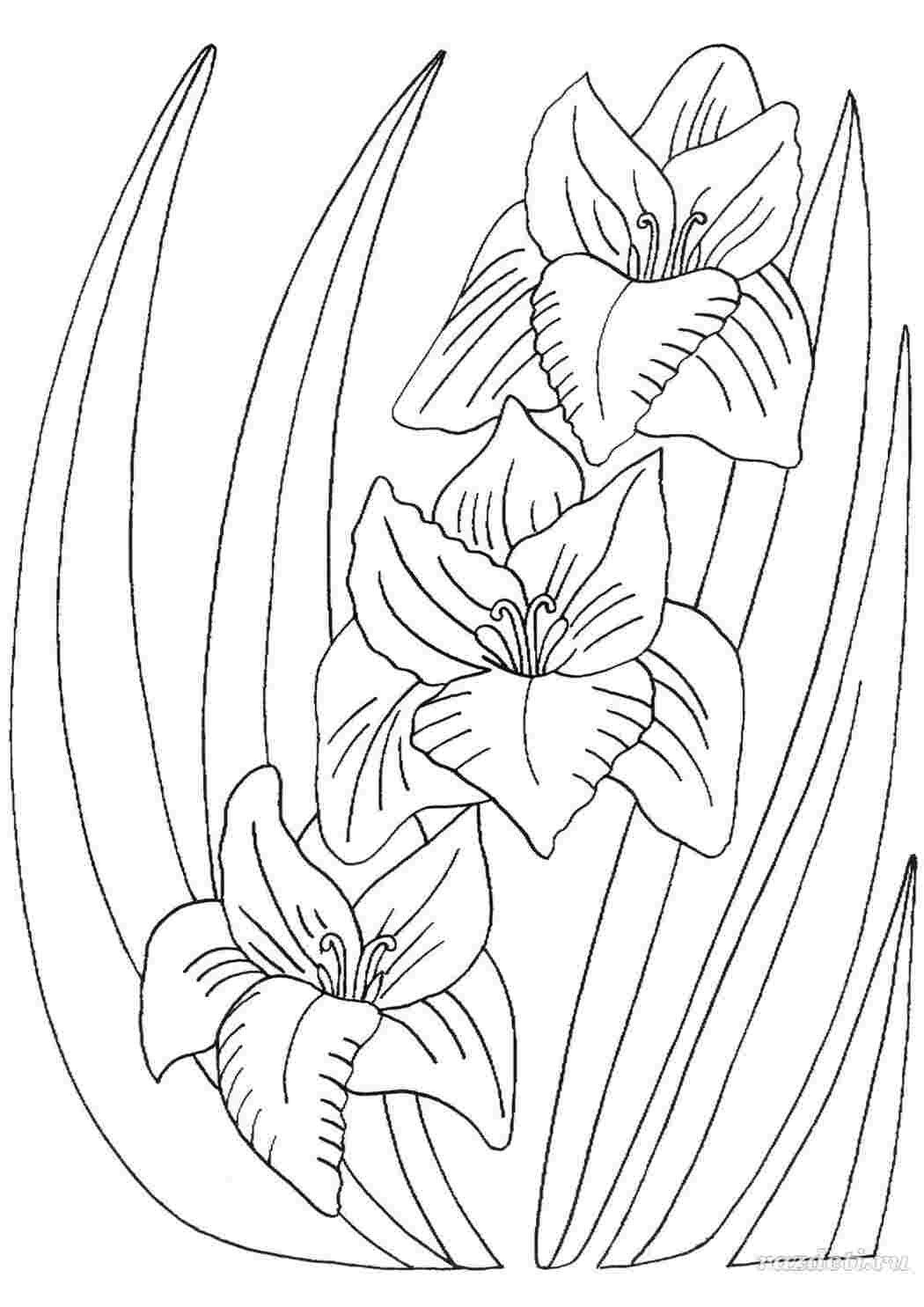 Раскраски Гладиолус Гладиолус  Раскраска цветок
