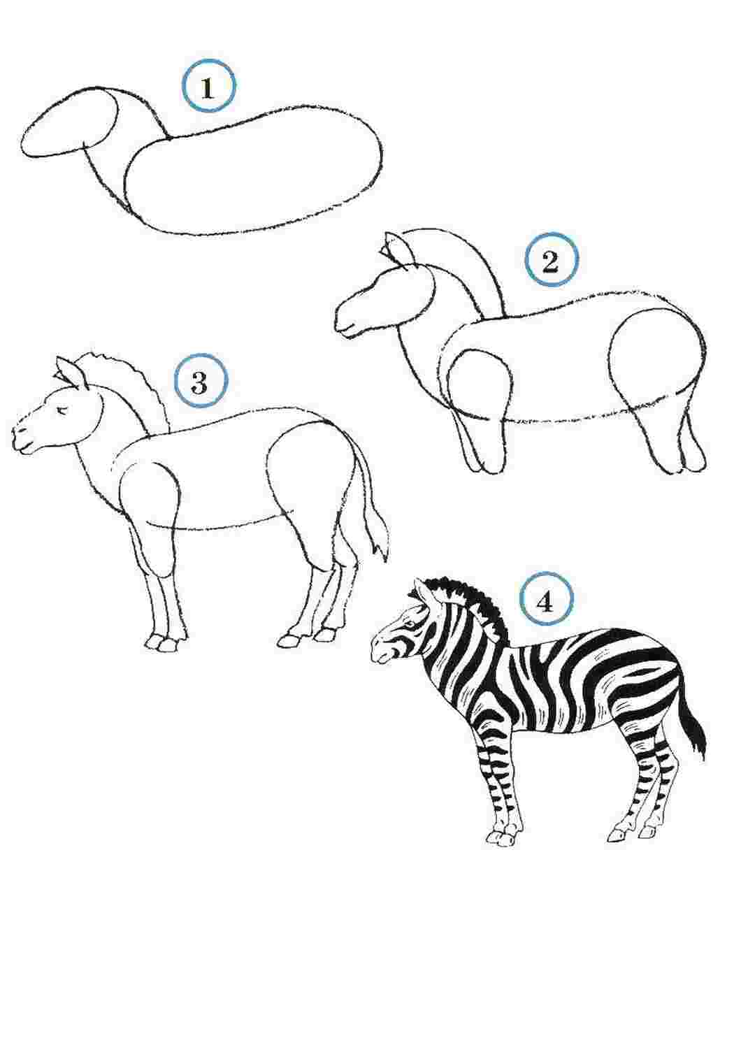 Раскраски Учимся рисовать зебру как нарисовать поэтапно животных Животные, зебра
