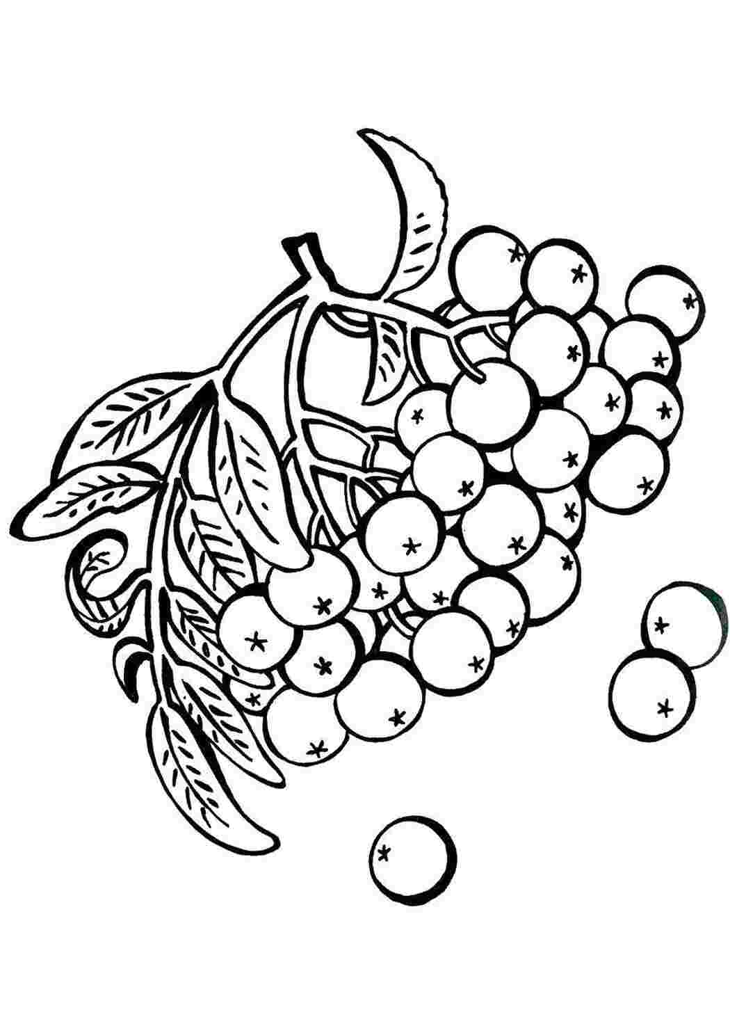 Раскраски Раскраски ягоды малина вишня арбуз вишня крыжовник  Ягодки рябины