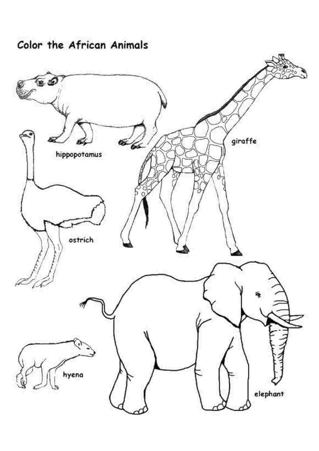 Раскраски Животные на английском Дикие животные жираф, слон, гиена