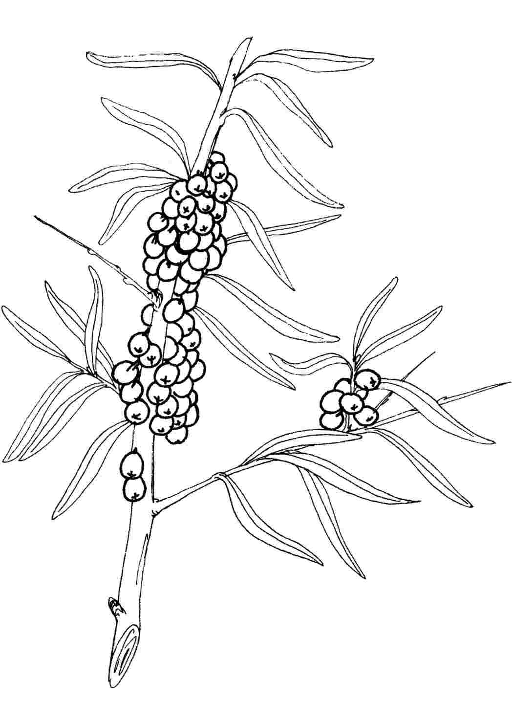 Раскраски Раскраски ягоды малина вишня арбуз вишня крыжовник  Облепиха