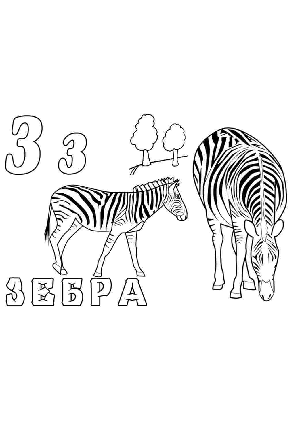 Дикие животные зебра