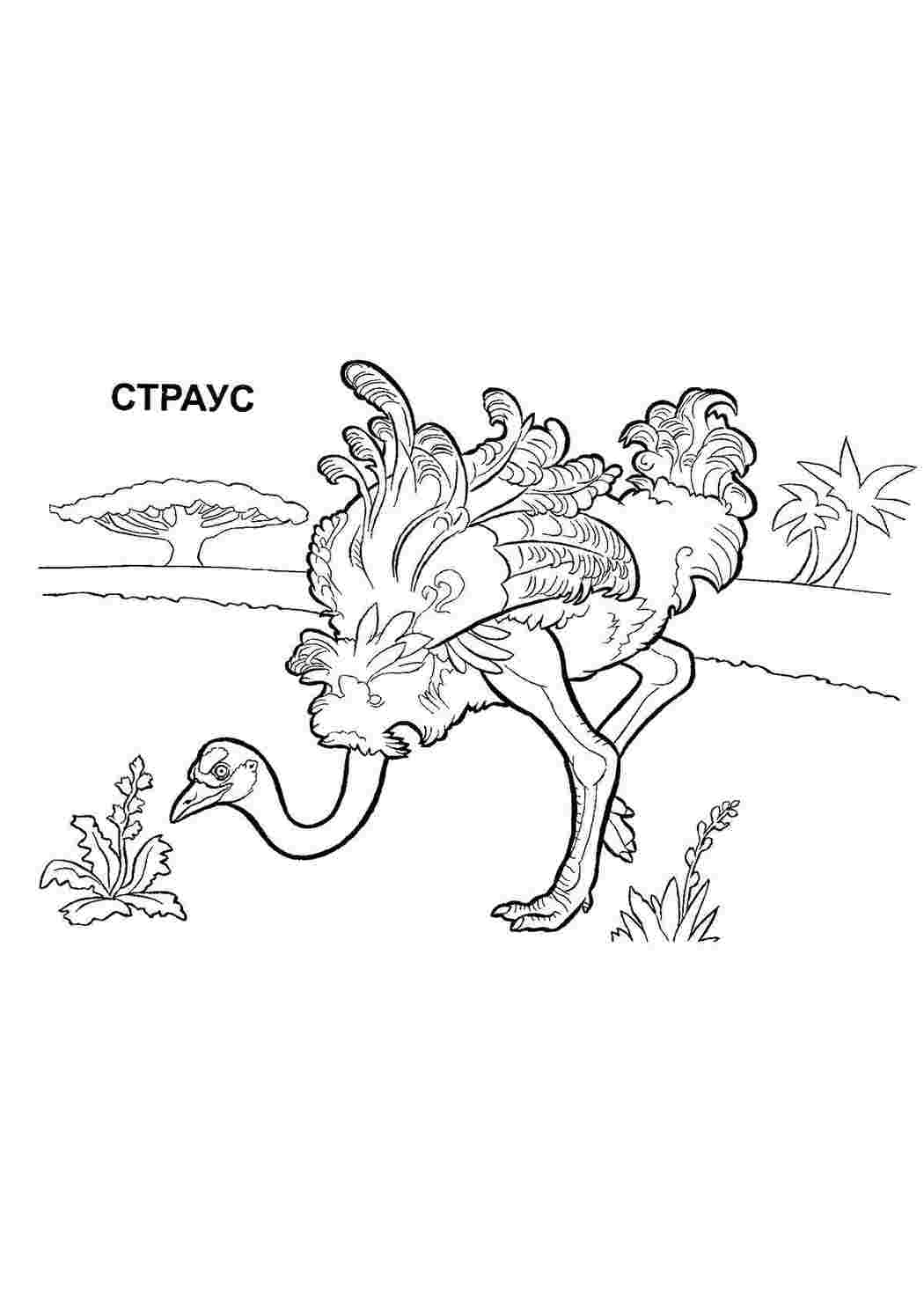 Раскраски  раскраски на тему страус для детей        раскраски со страусом на тему окружающий мир для мальчиков и девочек.  раскраски со страусом для детей          