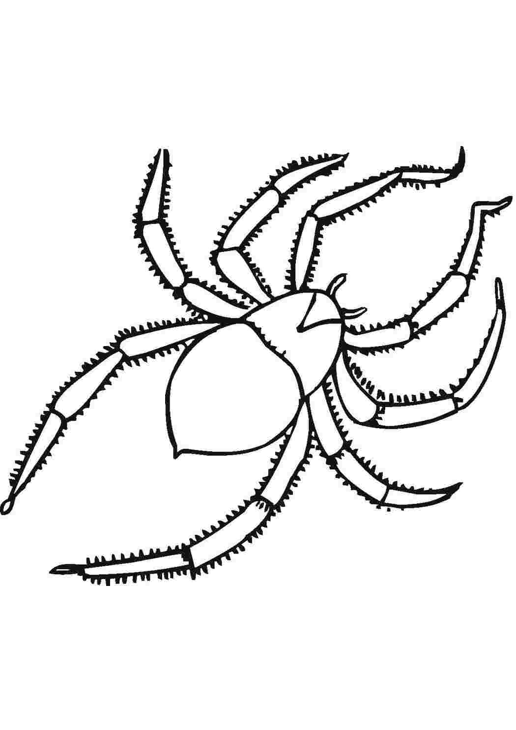 Раскраски, Паук, пауки паук, Паучок на паутине, Детские раскраски для  девочек и мальчиков. паук, Сердитый паучок, картинки на рабочий стол  онлайн, картинки на рабочий стол онлайн.