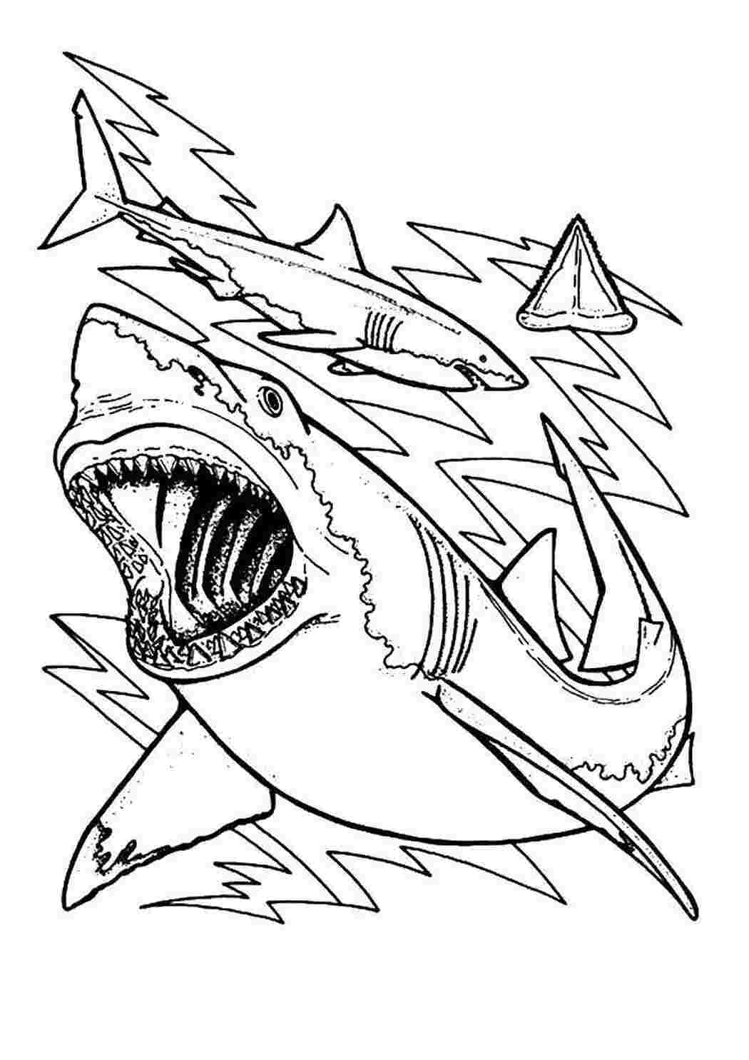 Раскраски Акула Акулы акула