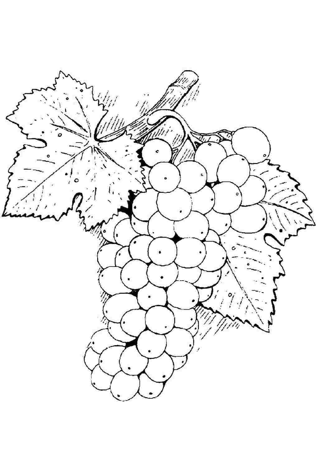 Раскраски Виноград виноград виноград, фрукты