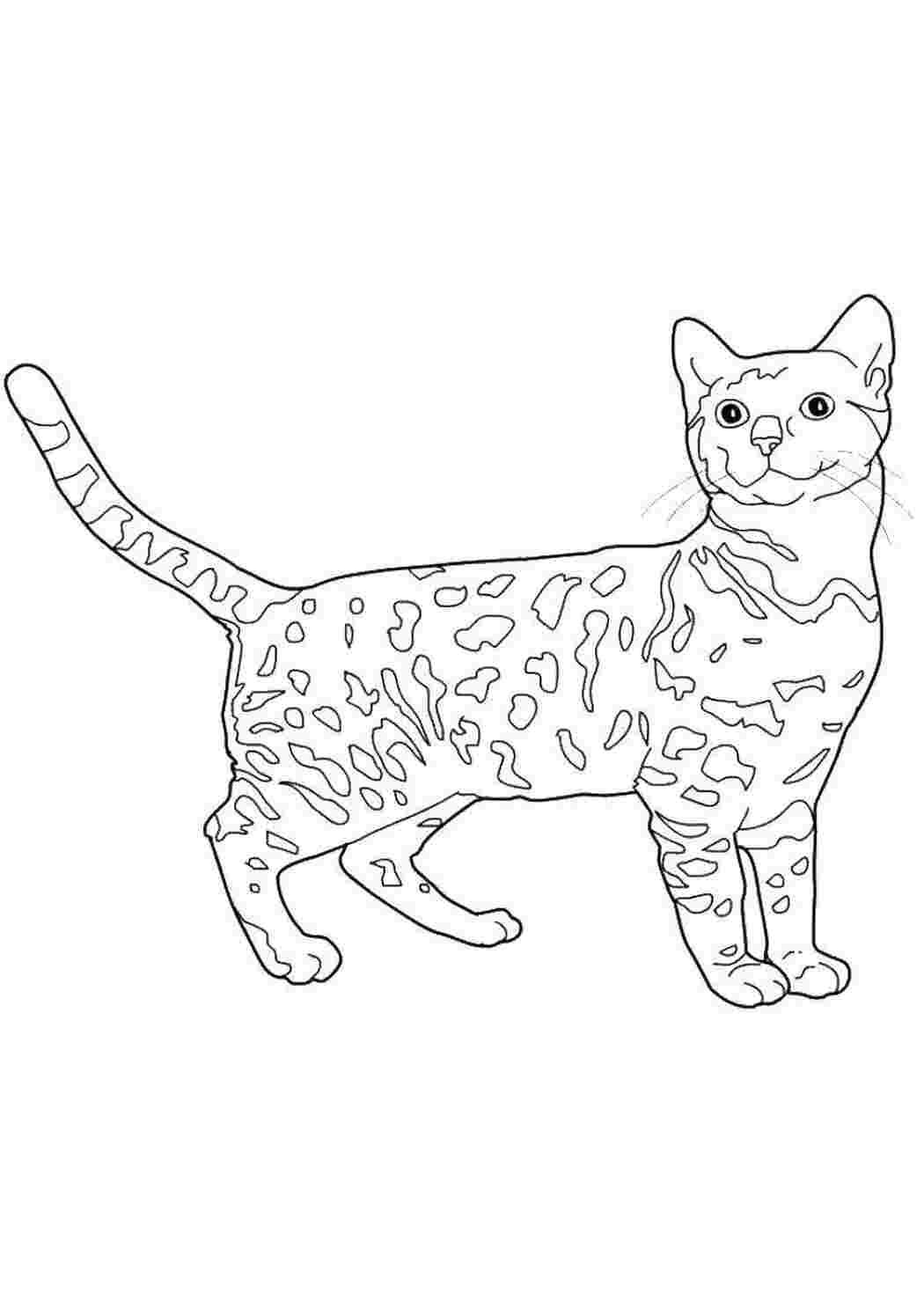 Раскраски Пятнистая кошечка раскраски кошка, хвост, усы, уши