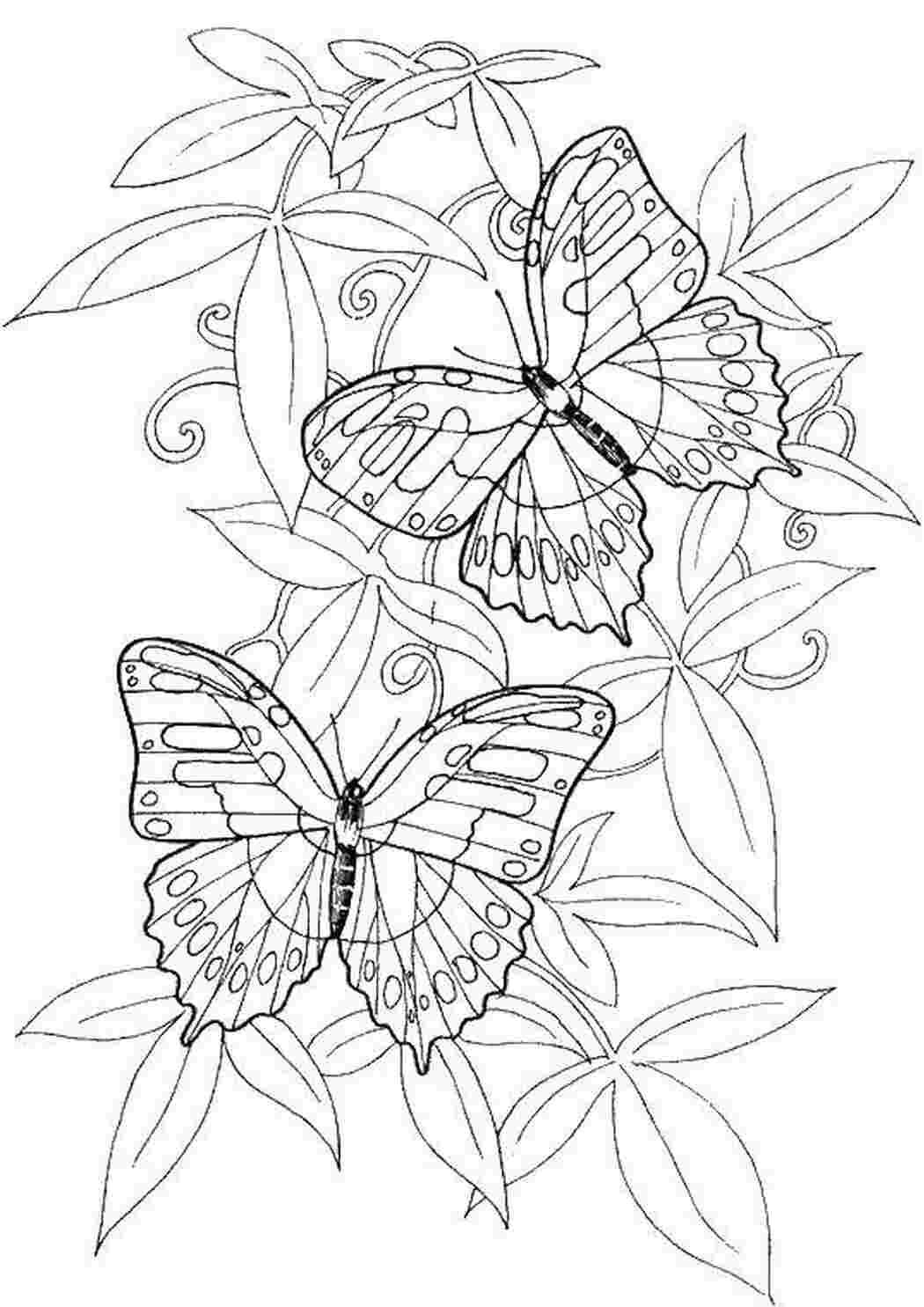 Раскраски   Две бабочки