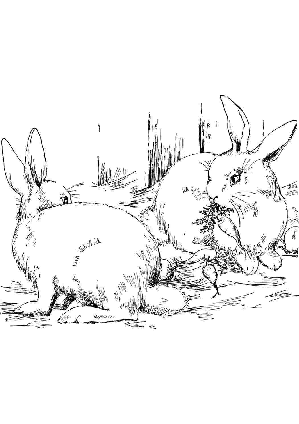 Раскраски Кролик ест кролик кролики
