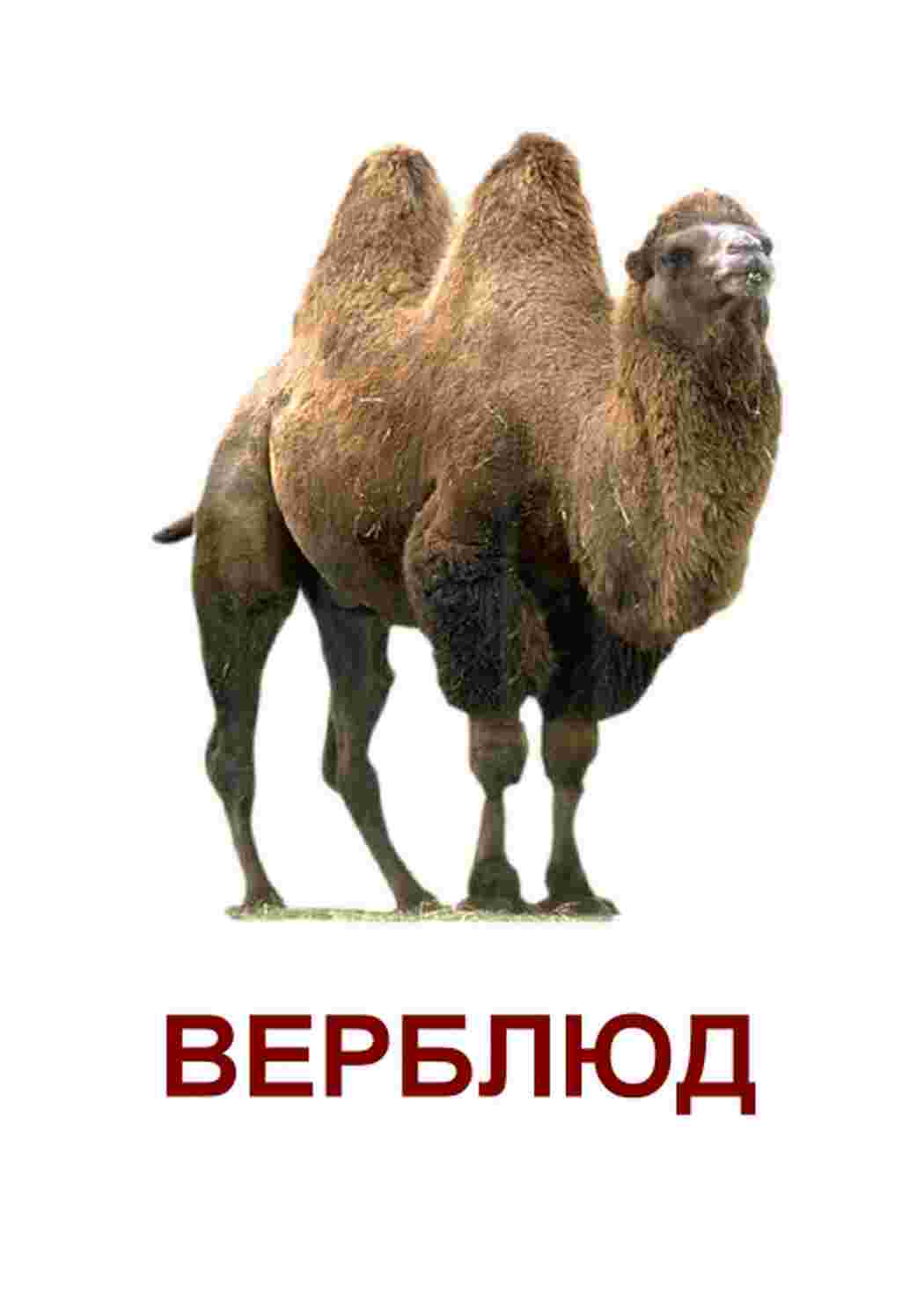  карточки диких животных