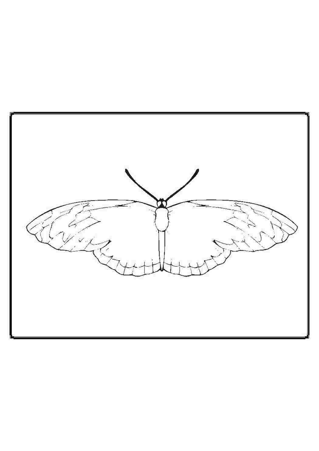 Раскраски Бабочка Насекомые насекомые, бабочка