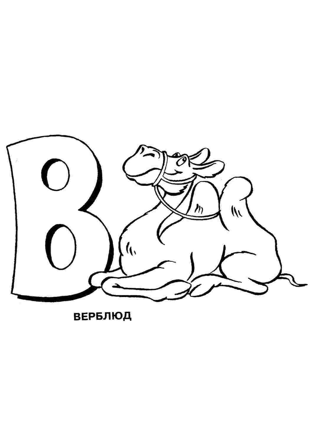 Раскраски Верблюд на букву в щука Верблюд, алфавит