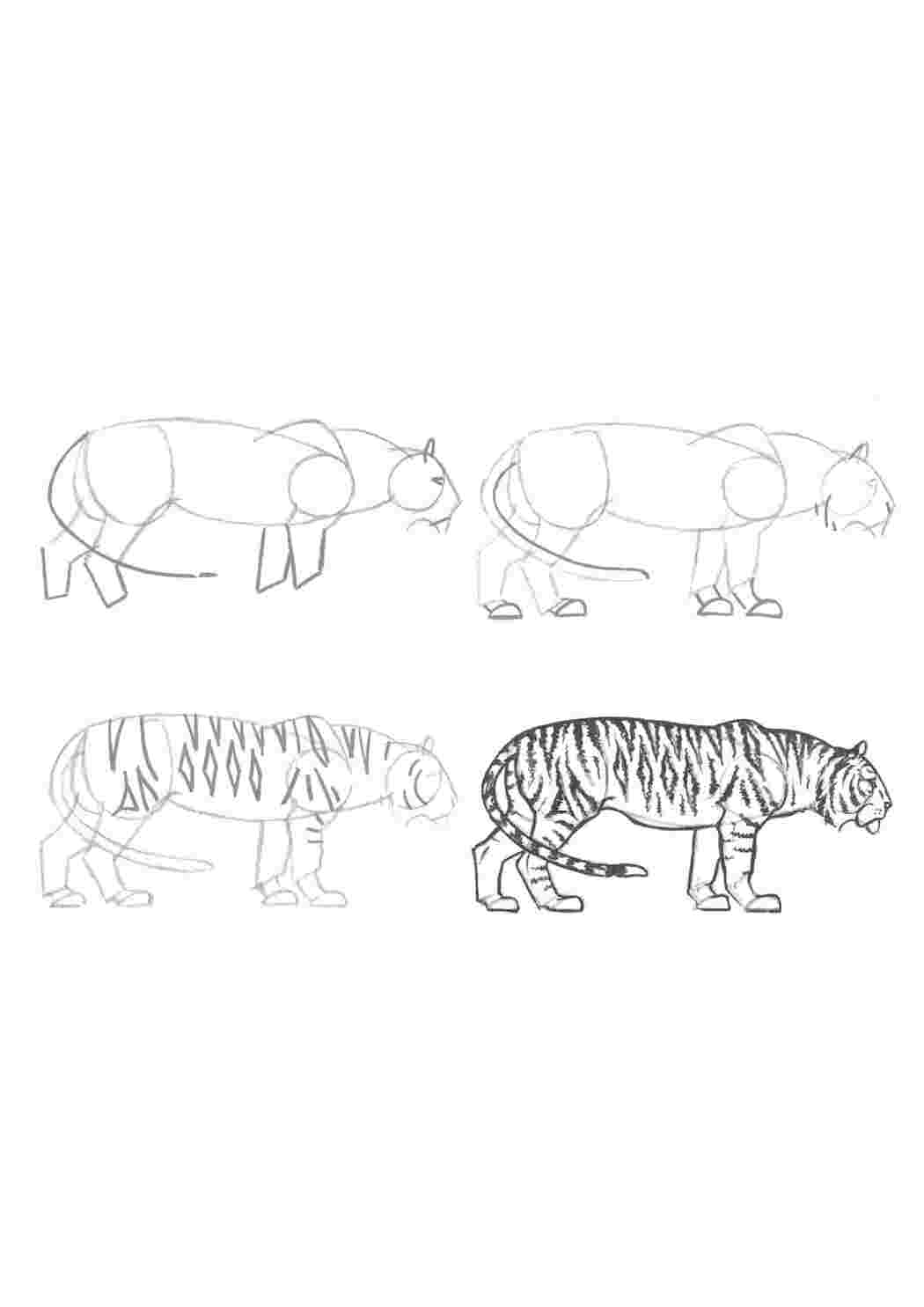 Раскраски Рисуем тигра как нарисовать поэтапно карандашом Животные, тигр
