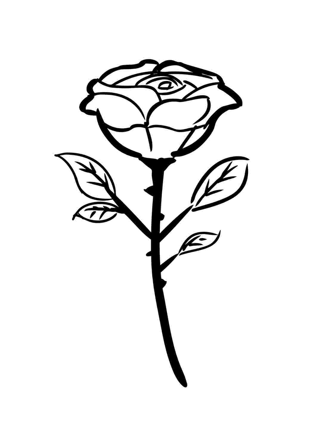 Раскраска Розы распечатать или скачать