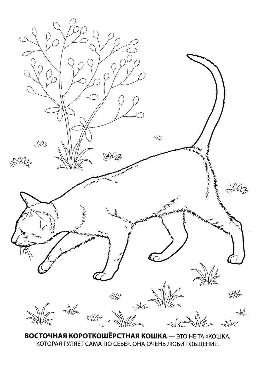 Раскраска восточная короткошерстная. раскраска короткошерстная кошка, домашняя кошка, рисунки кошек, раскраски для детей  Раскраски скачать онлайн