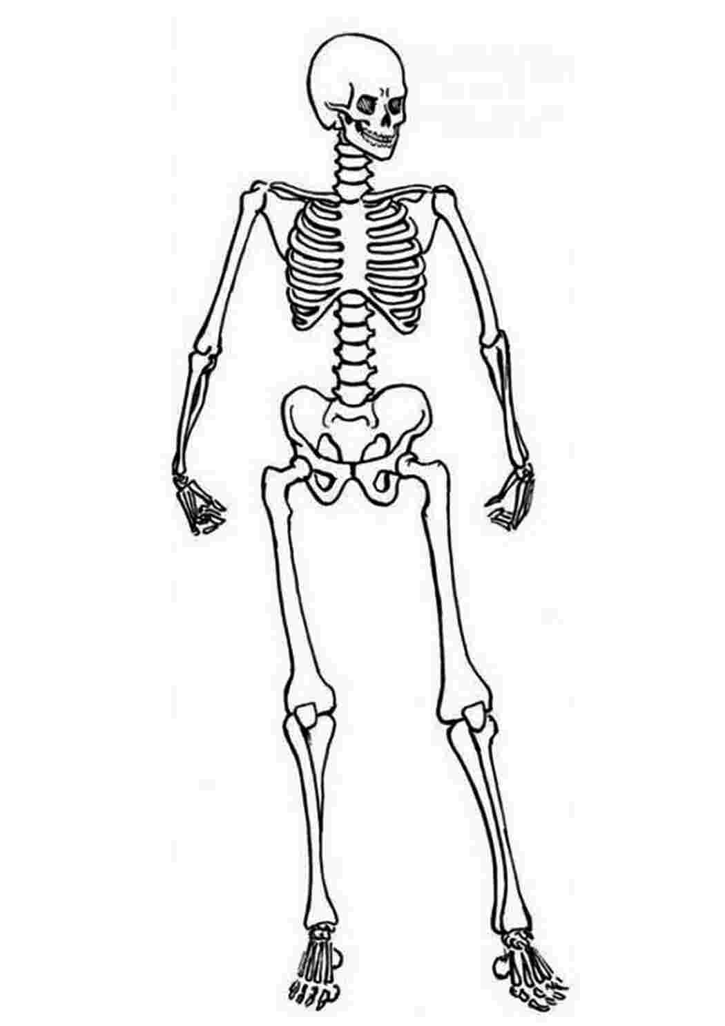 Скелет Раскраски для мальчиков бесплатно