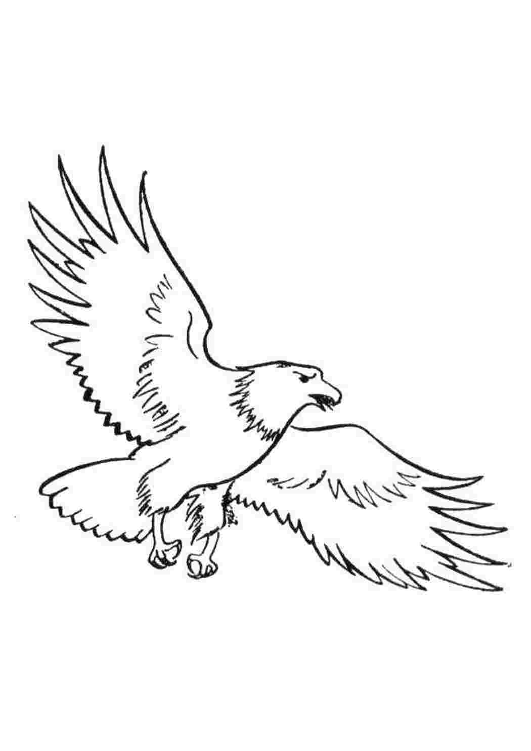 Приземляющийся орёл — раскраска для детей. Распечатать бесплатно.