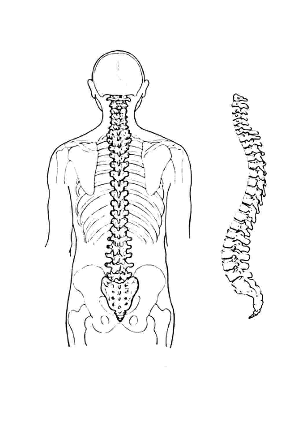 Раскраски Позвоночник Строение тела Позвоночник