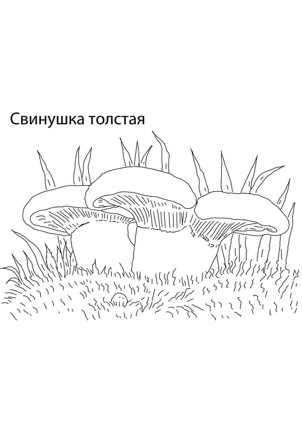 Раскраски Свинушка толстая грибы свинушка толстая , грибы