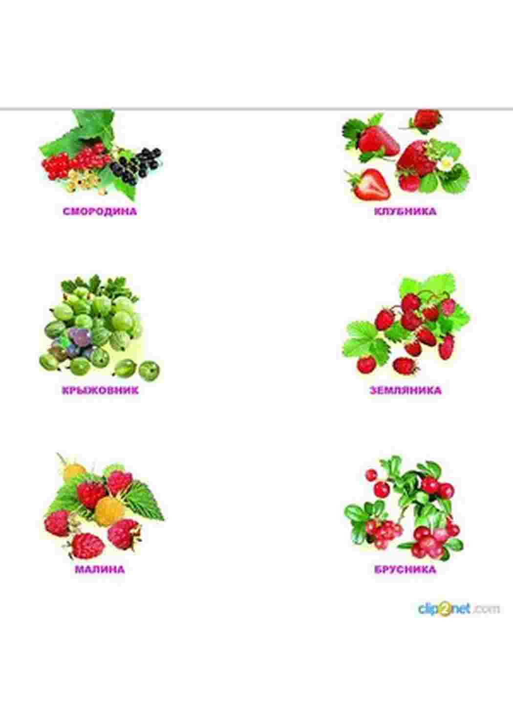 Раскраски карточки ягода малина клюква еживика  карточки ягода малина клюква еживика