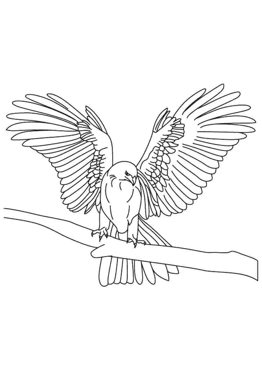 Орел птица для зарисовки (77 фото)
