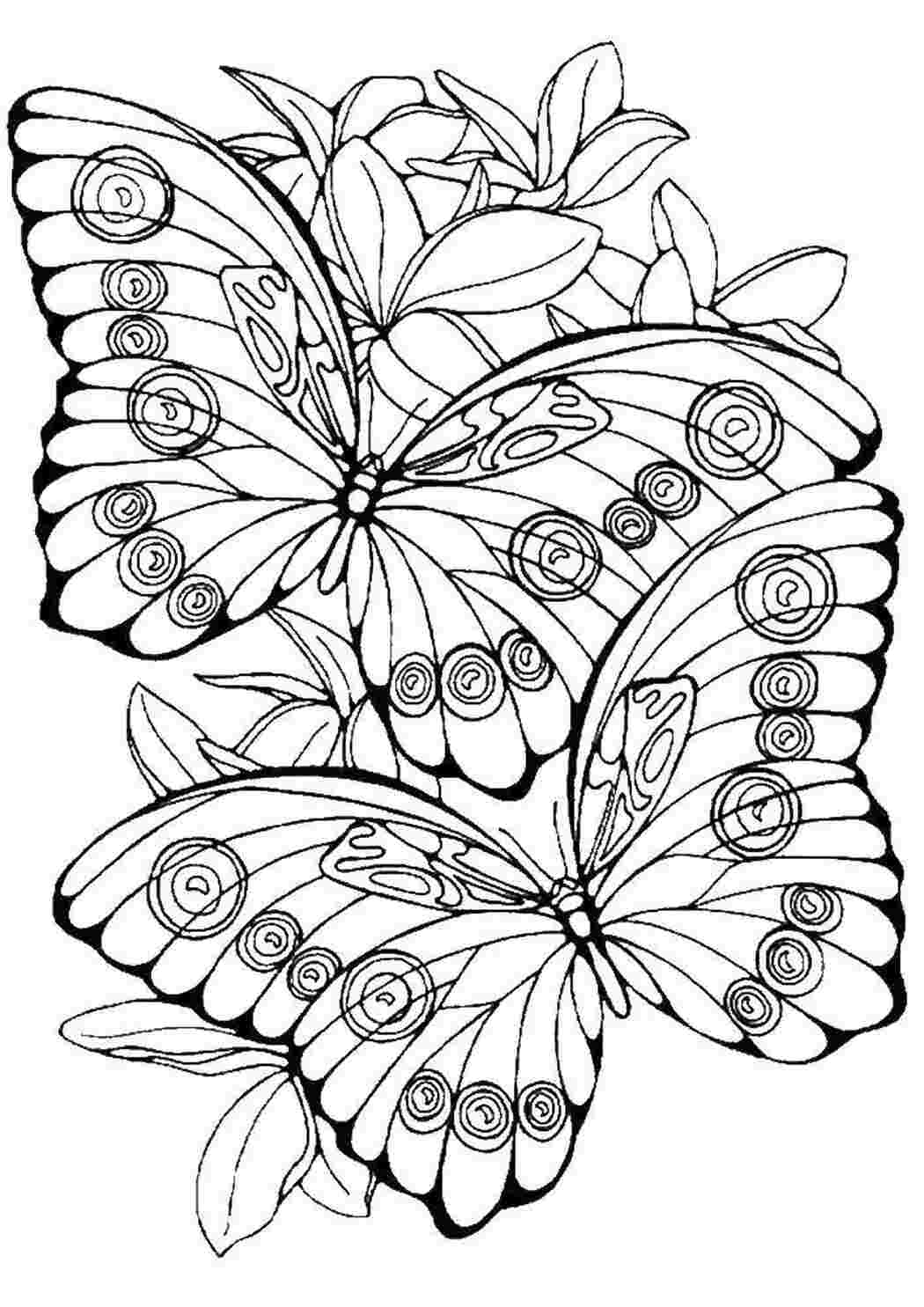 Раскраски Бабочки бабочки бабочка
