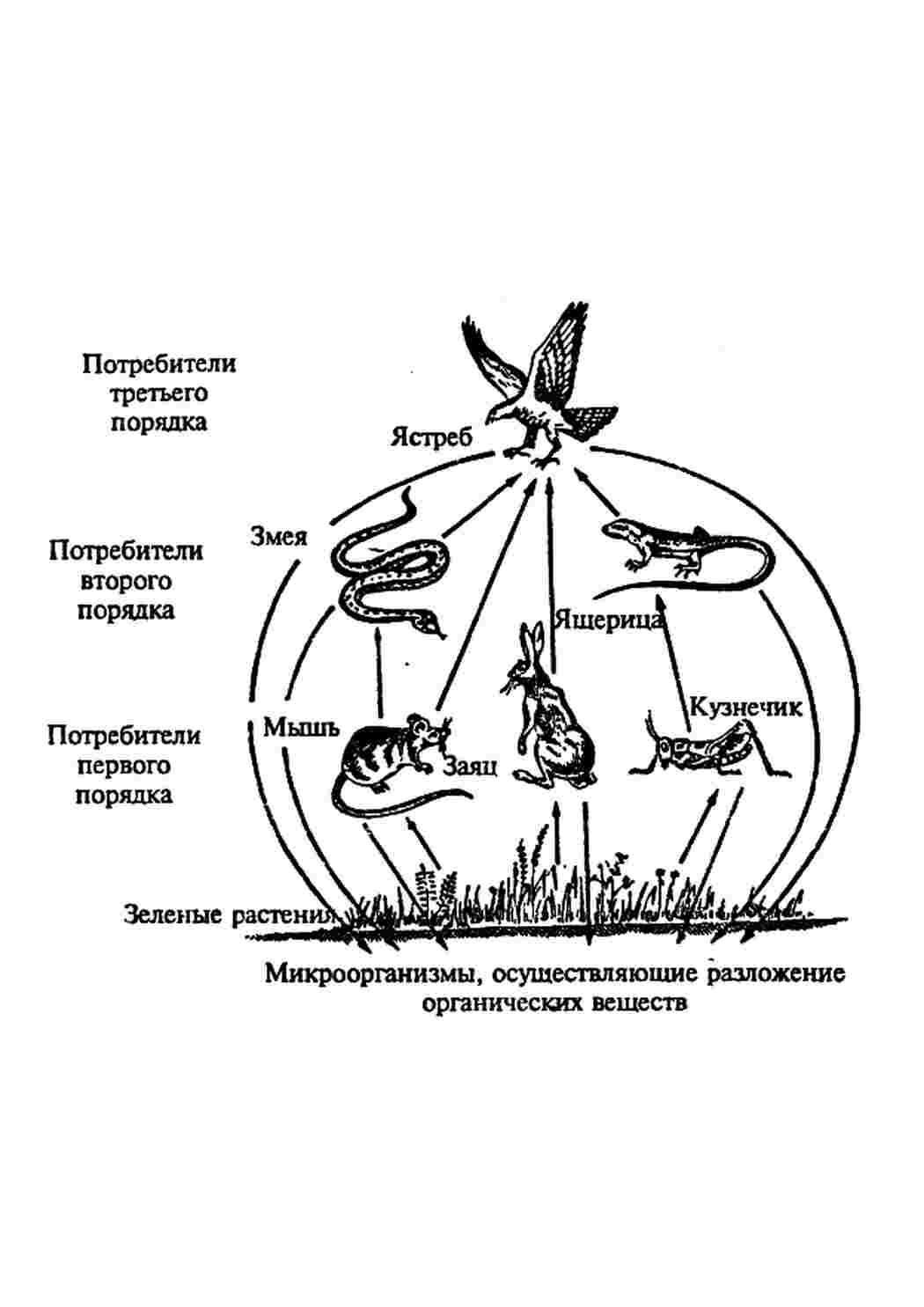 Раскраски Наука Биология  Наука, Биология, Раскраска, Наука, Биология, Зоология, Пример пищевой цепочки, Ястреб, Змея, Ящерица, Мышь, Заяц, Кузнечик, Зелёные растения.png