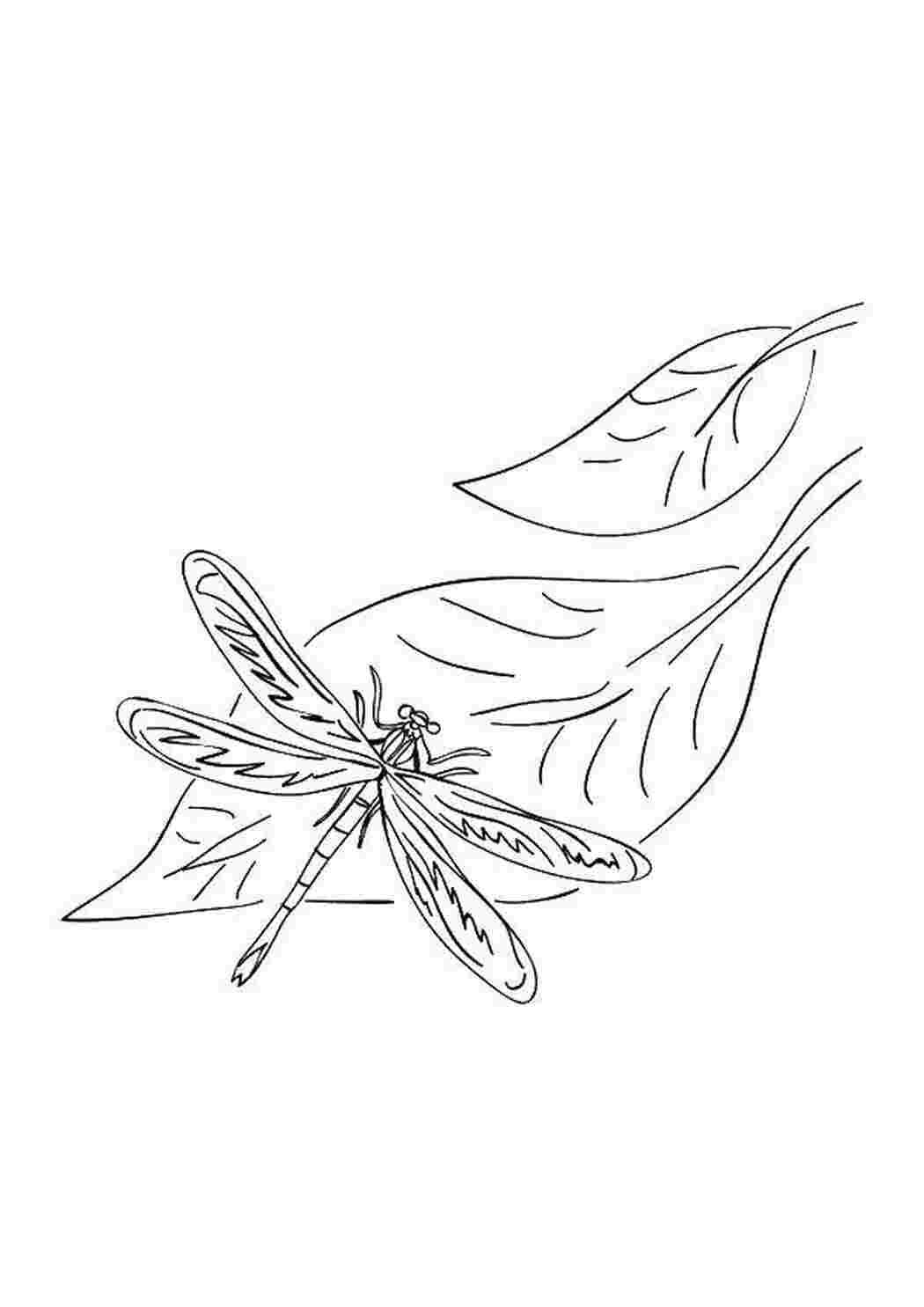 Раскраски Стрекоза на листике стрекоза стрекозы, листья, насекомые