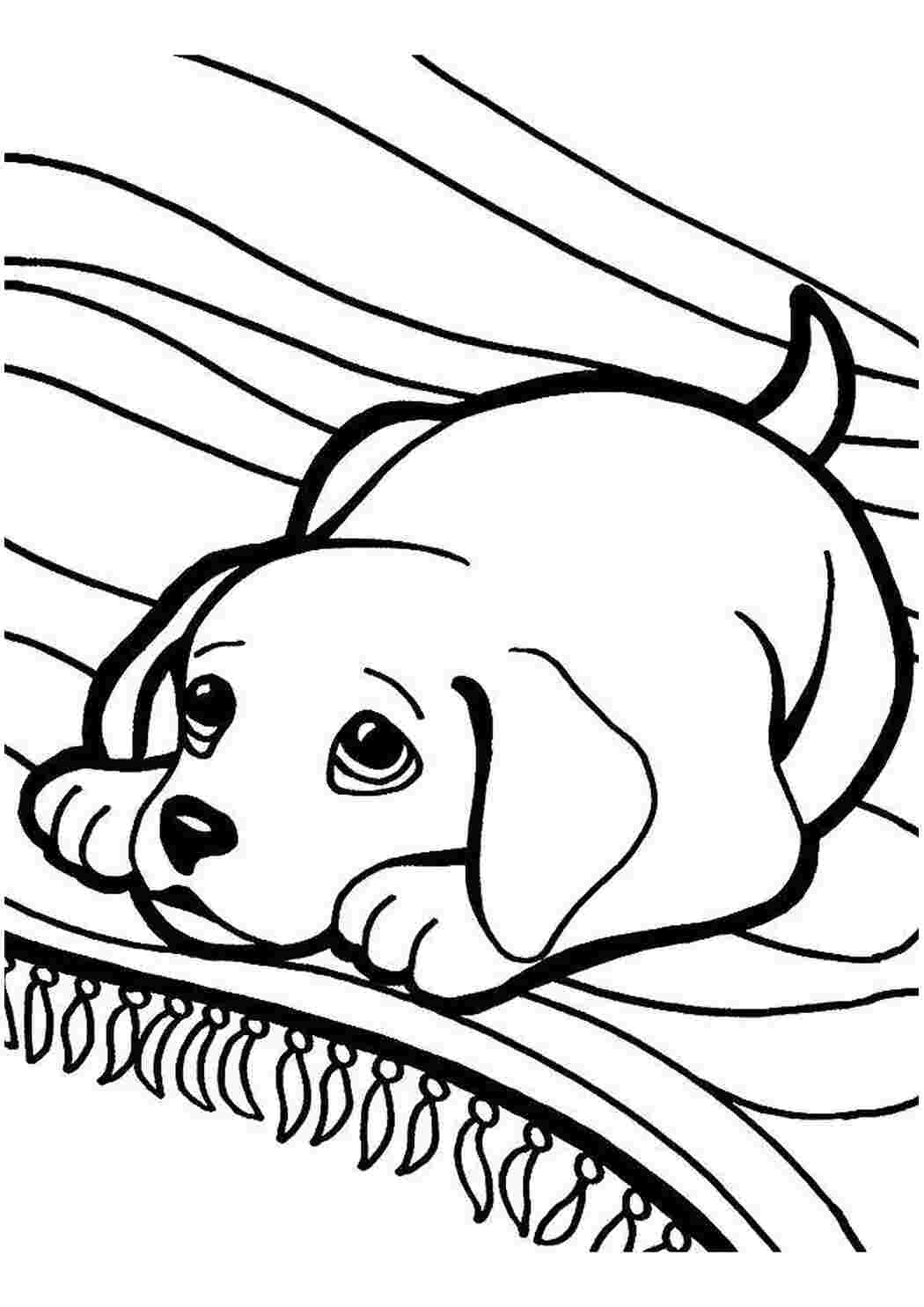 Раскраски Щенок на ковре собаки щенки щенок