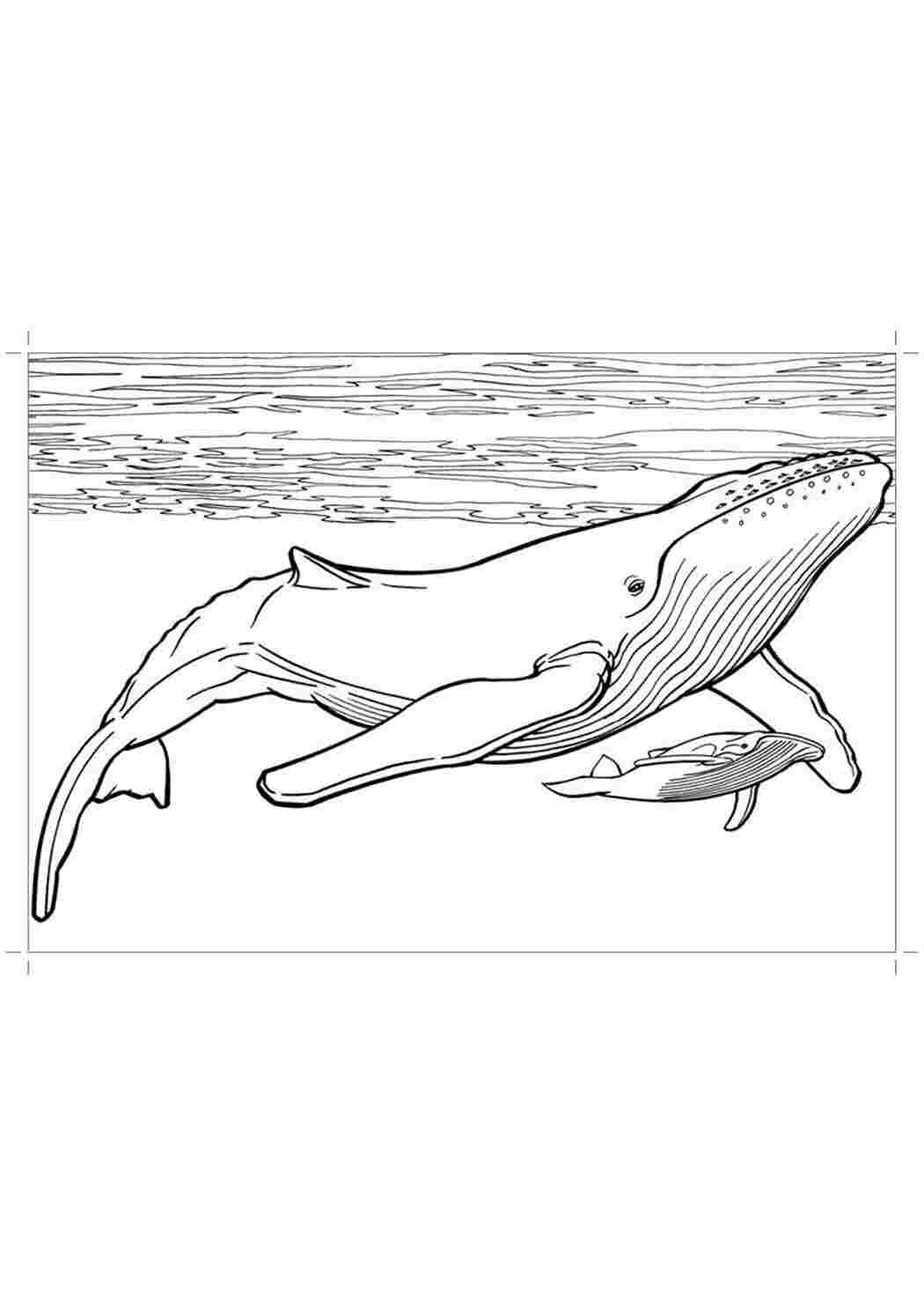 Раскраски кит - для печати