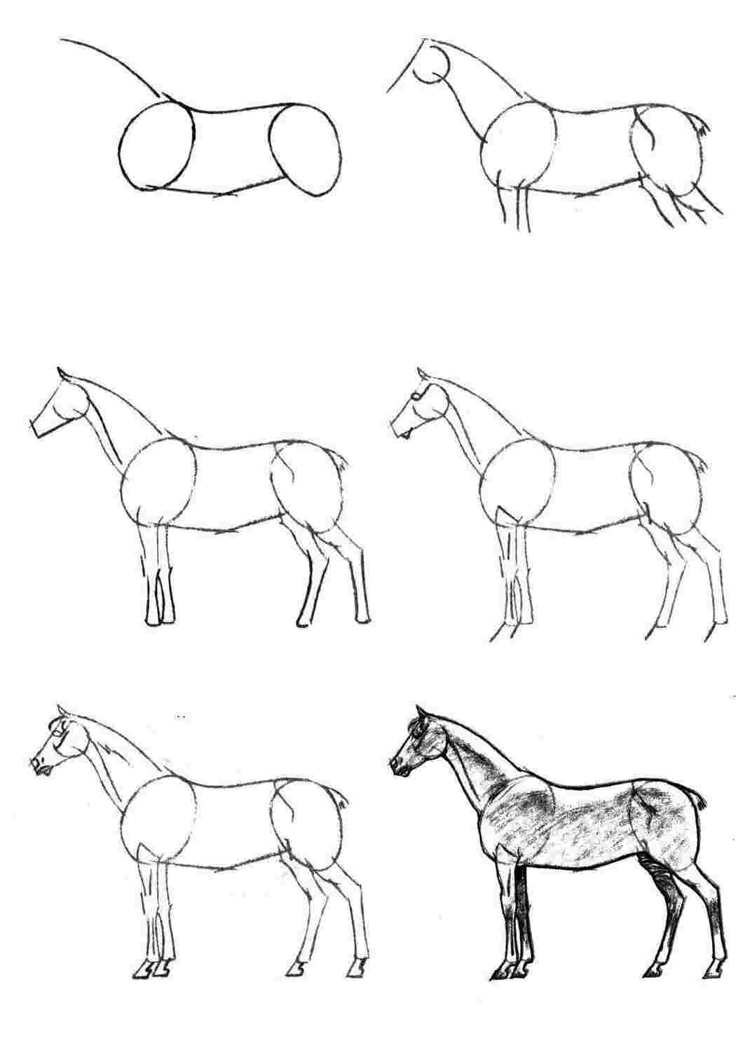 Раскраски Поэтапно рисуем лошадь как нарисовать поэтапно карандашом Животные, лошадь