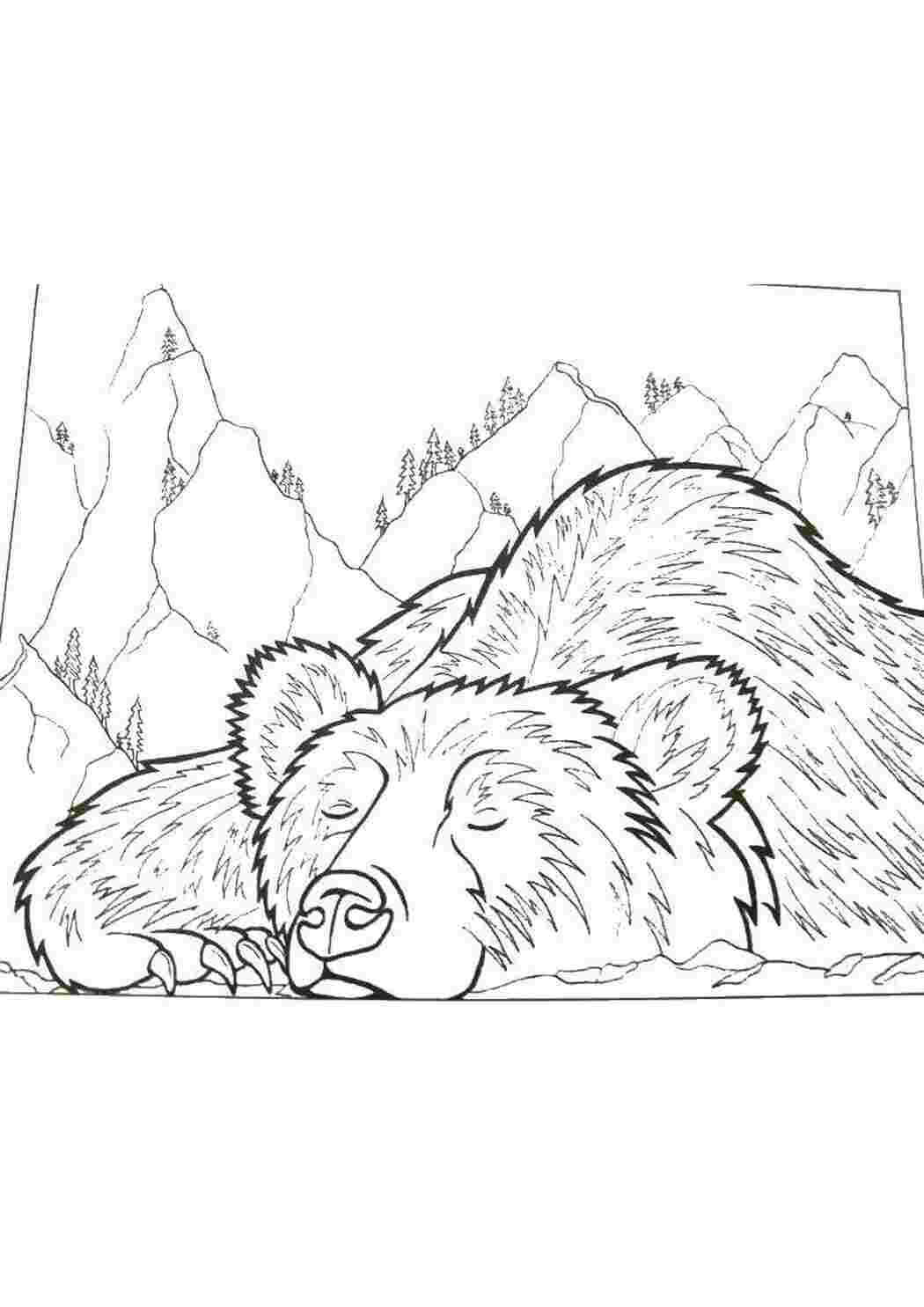 Раскраска Медведь собрался спать