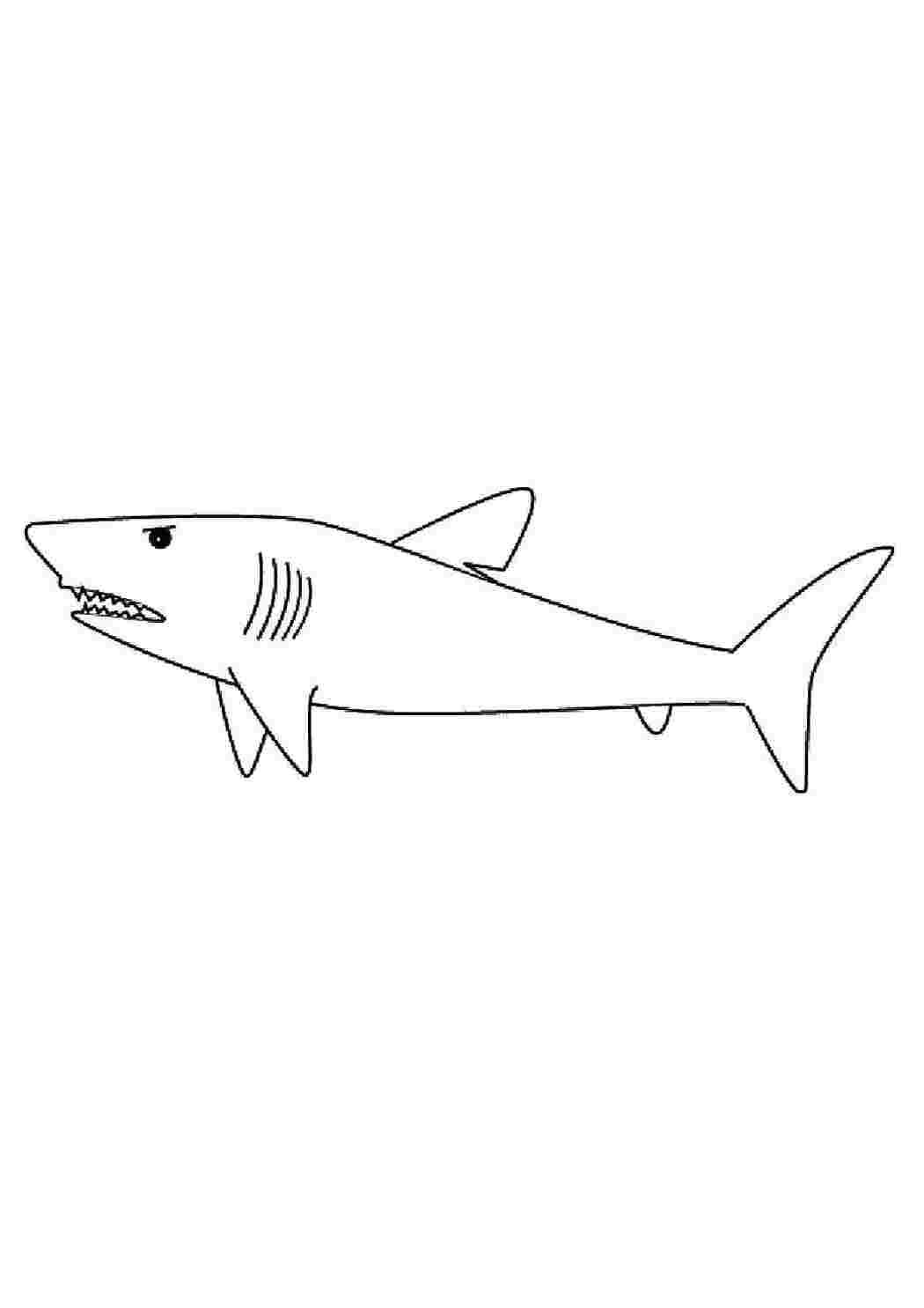 Раскраски Акула Акулы Акула