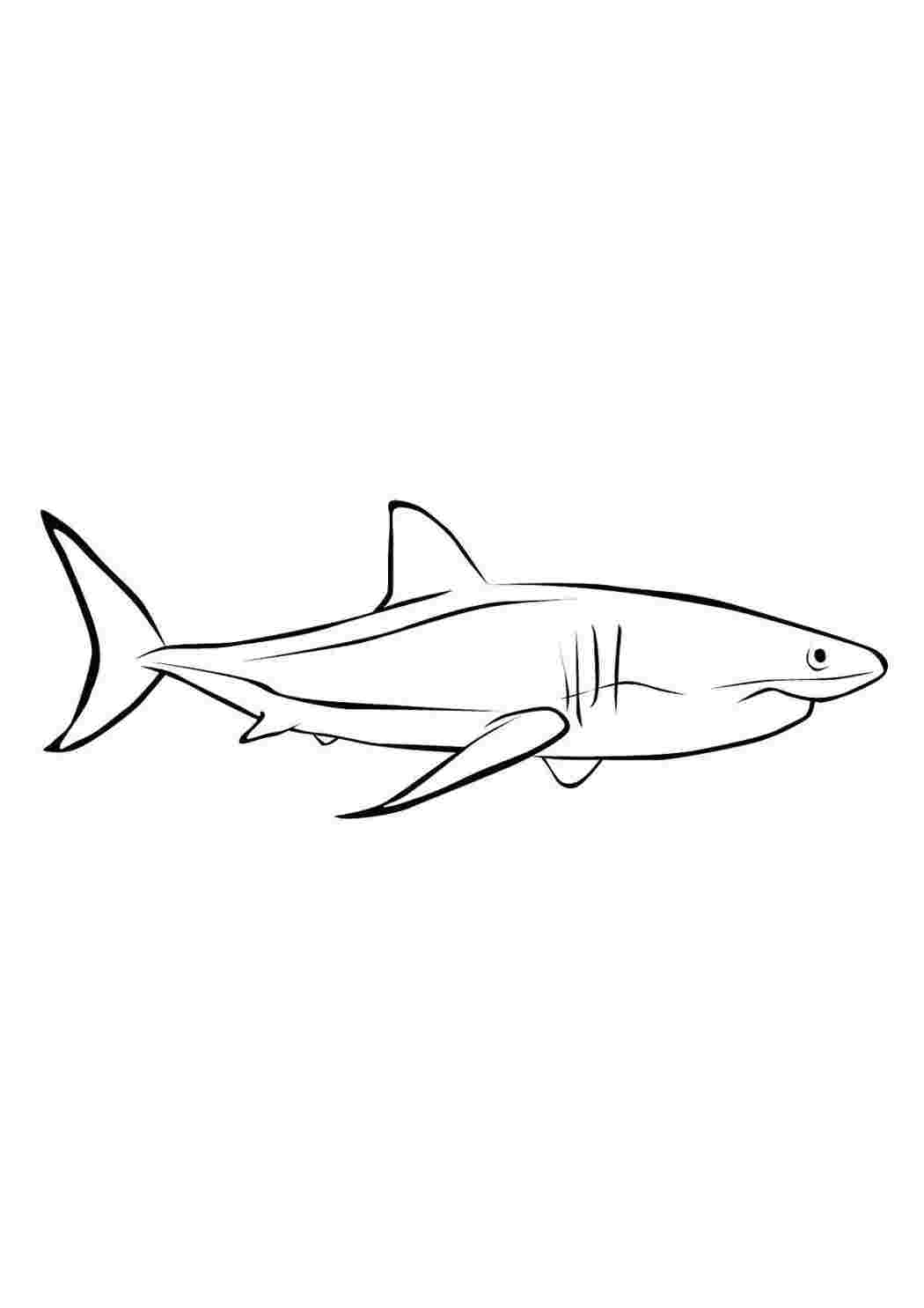 Раскраски Акула с большим хвостом морское Подводный мир, акула, хищник
