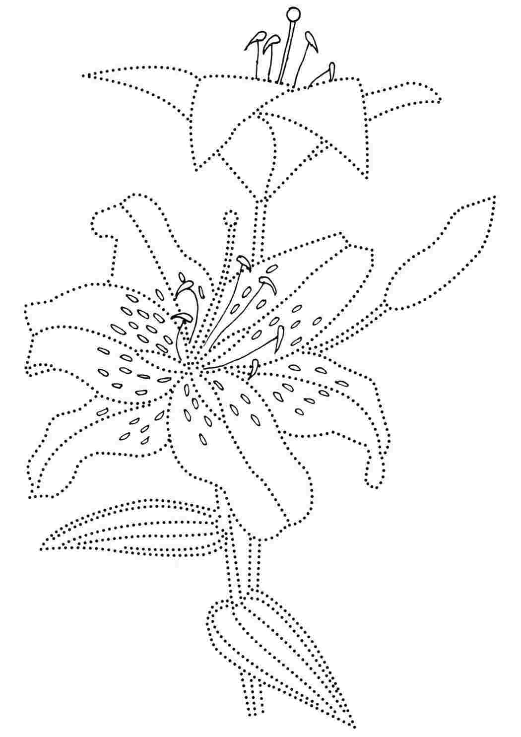 Раскраска лилия. раскраска соедини по точкам рисунок цветок  Раскраска цветок