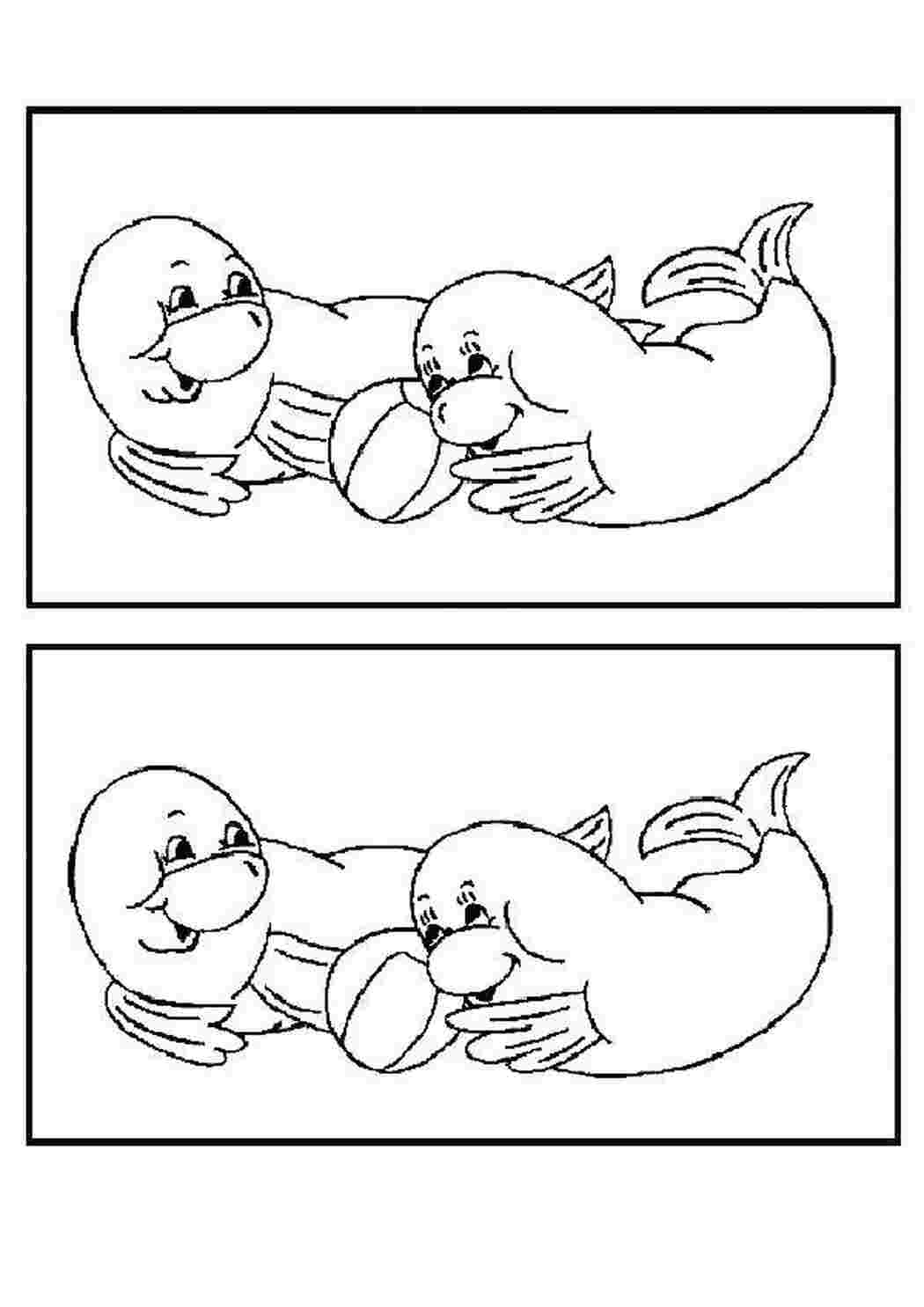 морское тюлени